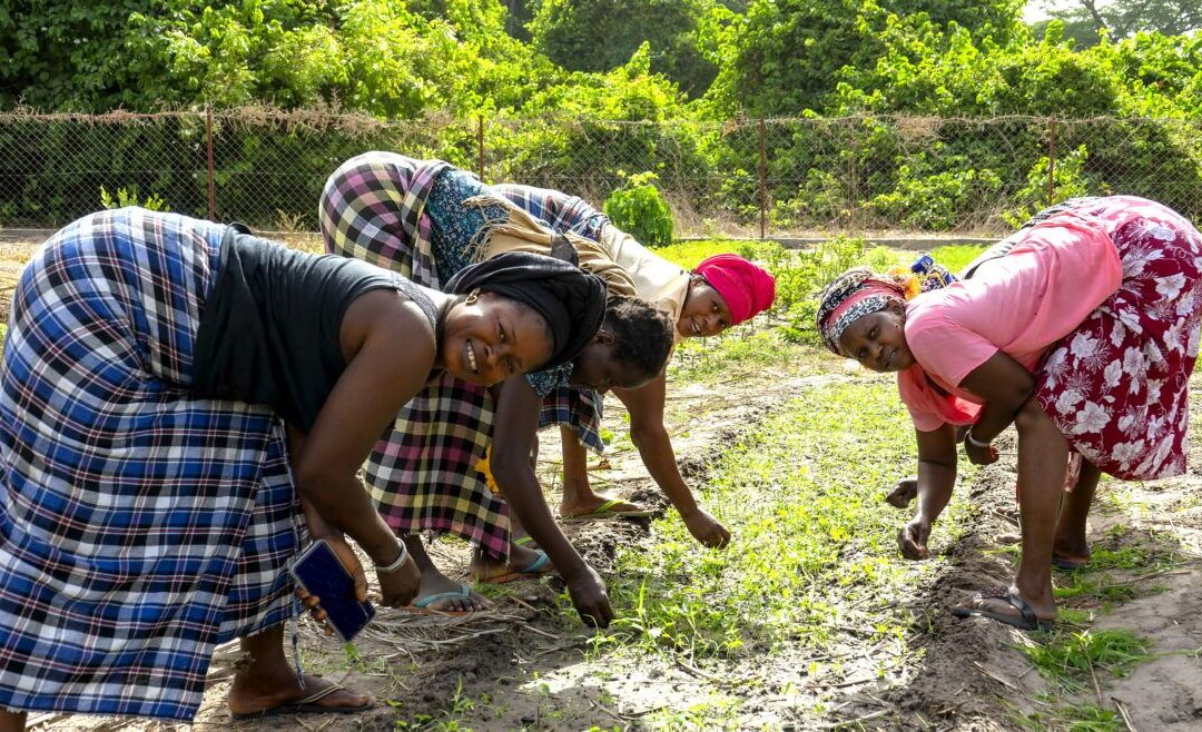 Senegal, l’agricoltura rigenerativa delle donne